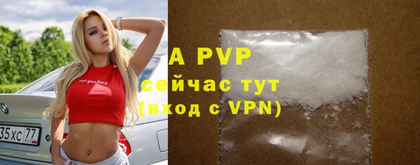 хмурый Пересвет